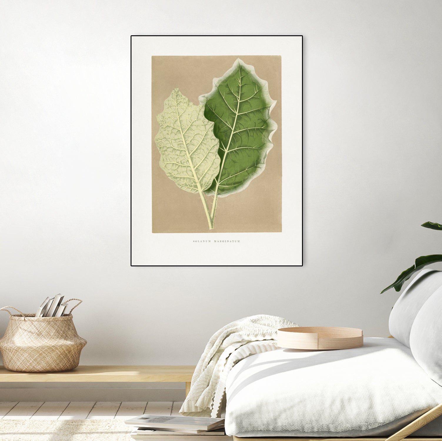 Green Solanum Marginatum Leaf Illustration by Les Plantes a on GIANT ART - flowers and plants vintage botanical