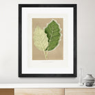 Green Solanum Marginatum Leaf Illustration by Les Plantes a on GIANT ART - flowers and plants vintage botanical