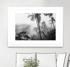 Trees in misty forest by Photolovers on GIANT ART - photograhy forest