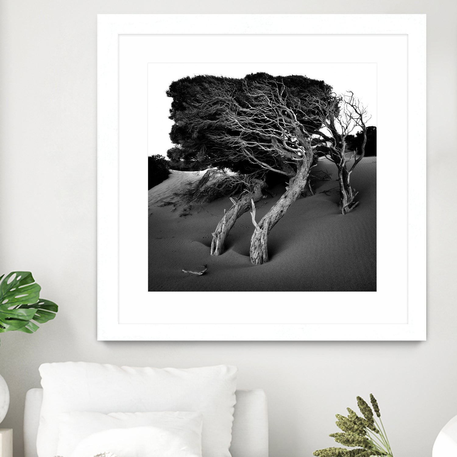 Windswept Tree by Injidup Western Australia on GIANT ART - black and white mark