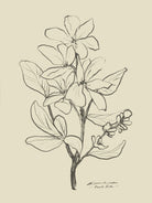 Floral 1 by Dan Hobday on GIANT ART - flowers and plants sketch