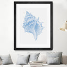 One Blue Conch by Jolly on GIANT ART - illustration animal