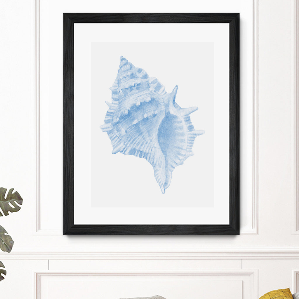 One Blue Conch by Jolly on GIANT ART - illustration animal