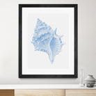 One Blue Conch by Jolly on GIANT ART - illustration animal