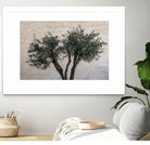 Olive Trees by Photolovers on GIANT ART - landscape plant