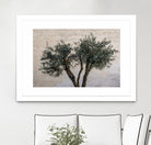 Olive Trees by Photolovers on GIANT ART - landscape plant
