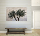 Olive Trees by Photolovers on GIANT ART - landscape plant