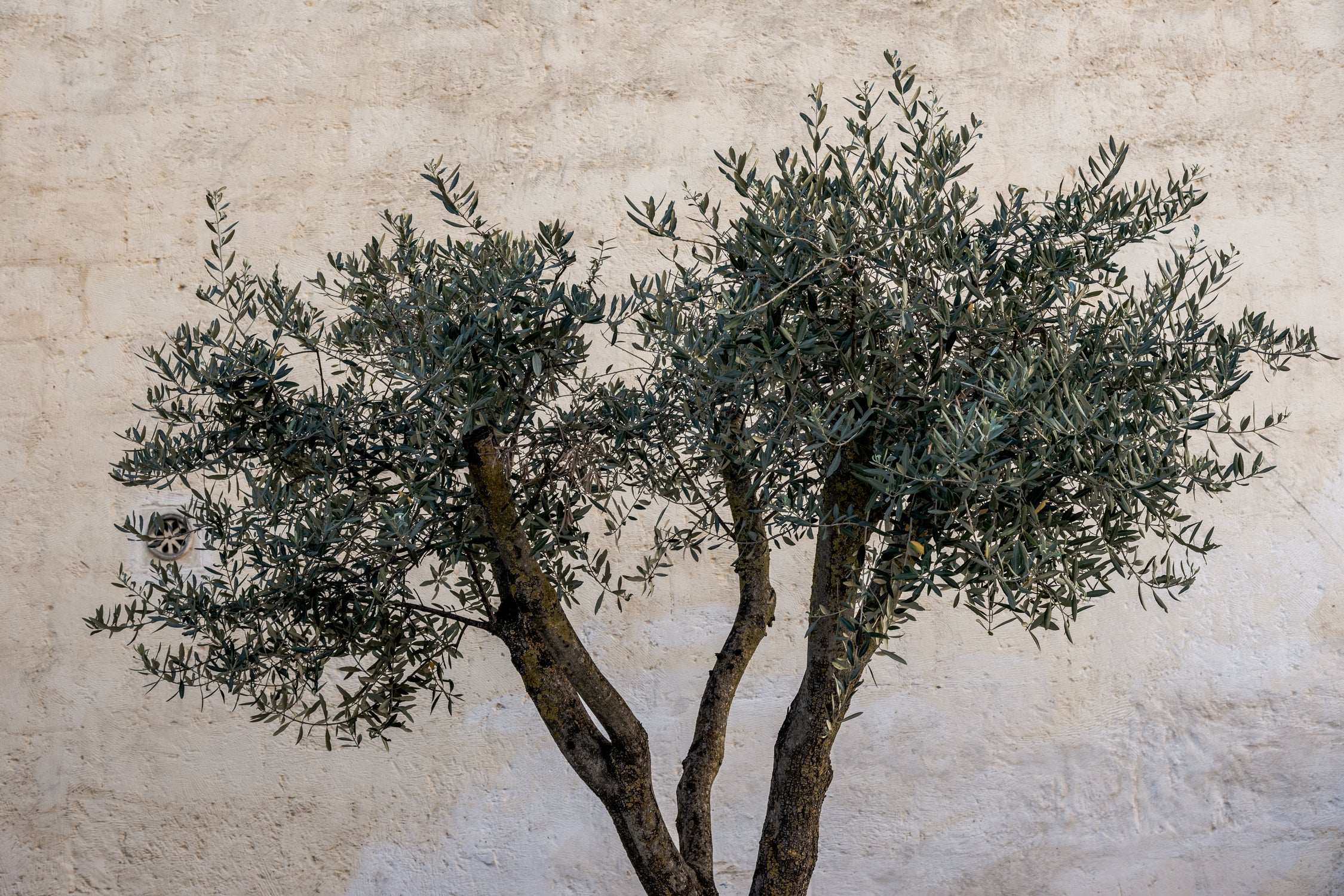 Olive Trees by Photolovers on GIANT ART - landscape plant