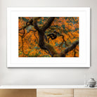 Golden Ratio by Junhao Wang on GIANT ART - orange botanical orange