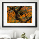 Golden Ratio by Junhao Wang on GIANT ART - orange botanical orange