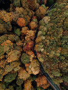 Autumn's Winding Path by Javier Pardina on GIANT ART - forest landscape  forest