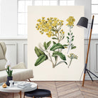 Daisy   Brachyglottis Drawn By Sarah Featon (1848a1927) by Sarah Featon on GIANT ART - vintage botanical flowers and plants vintage botanical