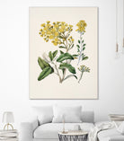 Daisy   Brachyglottis Drawn By Sarah Featon (1848a1927) by Sarah Featon on GIANT ART - vintage botanical flowers and plants vintage botanical