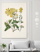 Daisy   Brachyglottis Drawn By Sarah Featon (1848a1927) by Sarah Featon on GIANT ART - vintage botanical flowers and plants vintage botanical