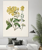 Daisy   Brachyglottis Drawn By Sarah Featon (1848a1927) by Sarah Featon on GIANT ART - vintage botanical flowers and plants vintage botanical