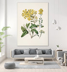 Daisy   Brachyglottis Drawn By Sarah Featon (1848a1927) by Sarah Featon on GIANT ART - vintage botanical flowers and plants vintage botanical