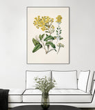 Daisy   Brachyglottis Drawn By Sarah Featon (1848a1927) by Sarah Featon on GIANT ART - vintage botanical flowers and plants vintage botanical