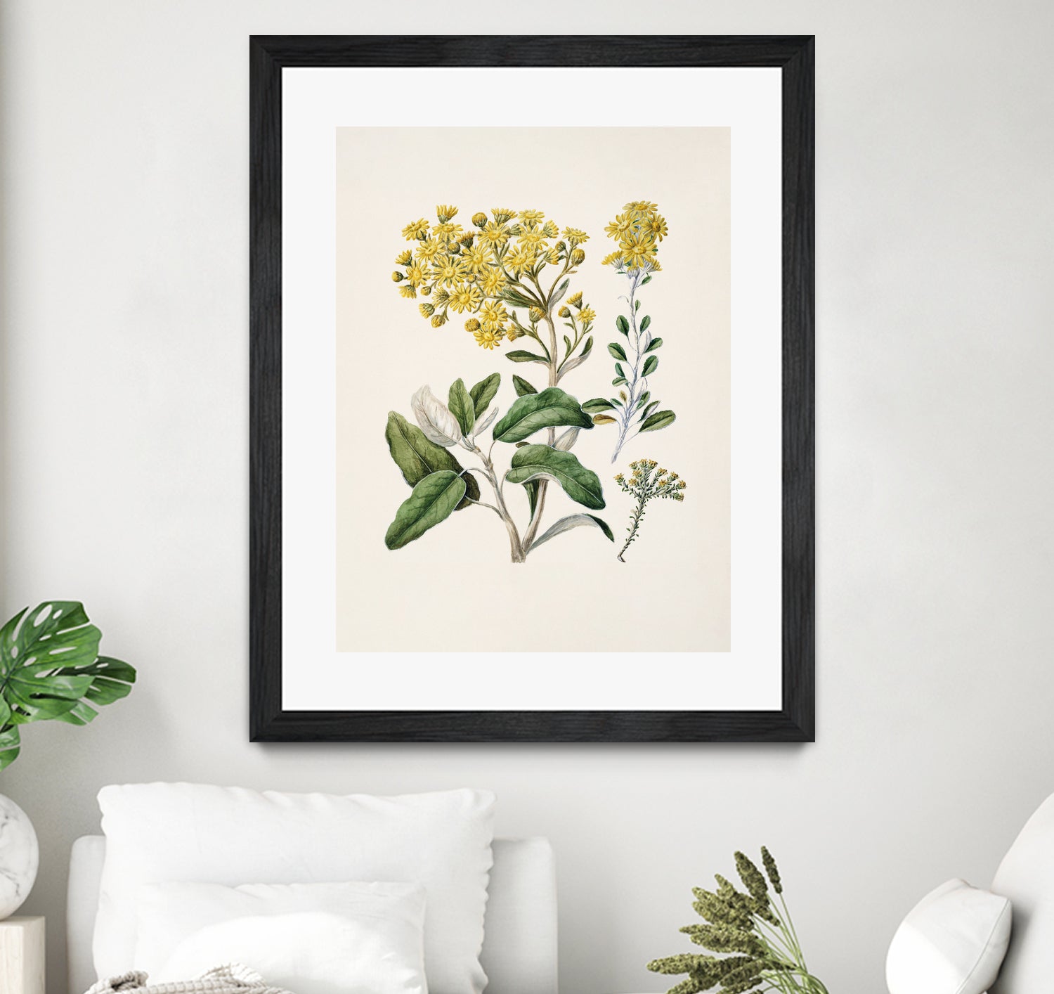 Daisy   Brachyglottis Drawn By Sarah Featon (1848a1927) by Sarah Featon on GIANT ART - vintage botanical flowers and plants vintage botanical