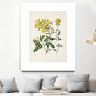 Daisy   Brachyglottis Drawn By Sarah Featon (1848a1927) by Sarah Featon on GIANT ART - vintage botanical flowers and plants vintage botanical