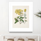 Daisy   Brachyglottis Drawn By Sarah Featon (1848a1927) by Sarah Featon on GIANT ART - vintage botanical flowers and plants vintage botanical