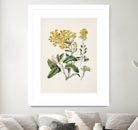 Daisy   Brachyglottis Drawn By Sarah Featon (1848a1927) by Sarah Featon on GIANT ART - vintage botanical flowers and plants vintage botanical