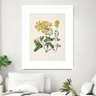 Daisy   Brachyglottis Drawn By Sarah Featon (1848a1927) by Sarah Featon on GIANT ART - vintage botanical flowers and plants vintage botanical