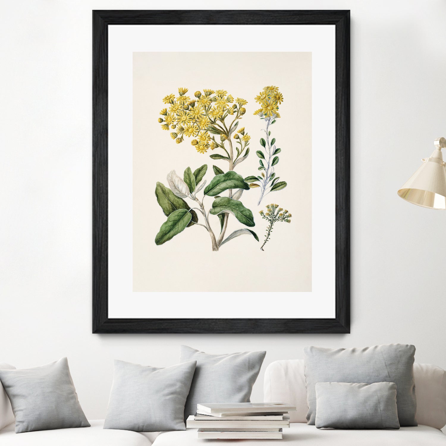 Daisy   Brachyglottis Drawn By Sarah Featon (1848a1927) by Sarah Featon on GIANT ART - vintage botanical flowers and plants vintage botanical