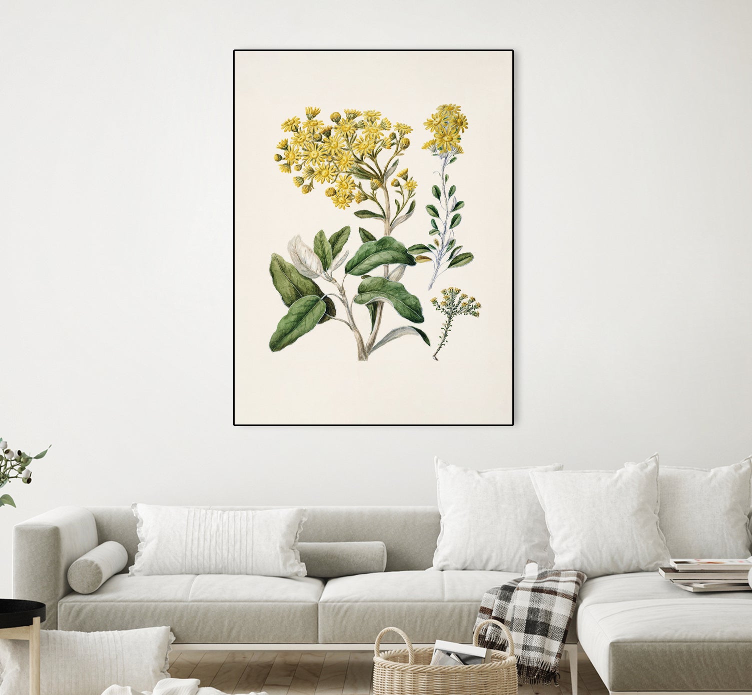 Daisy   Brachyglottis Drawn By Sarah Featon (1848a1927) by Sarah Featon on GIANT ART - vintage botanical flowers and plants vintage botanical