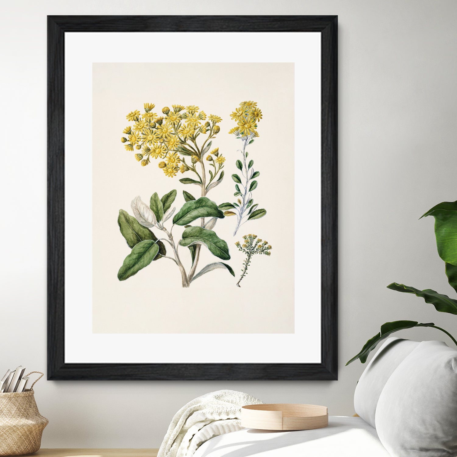 Daisy   Brachyglottis Drawn By Sarah Featon (1848a1927) by Sarah Featon on GIANT ART - vintage botanical flowers and plants vintage botanical