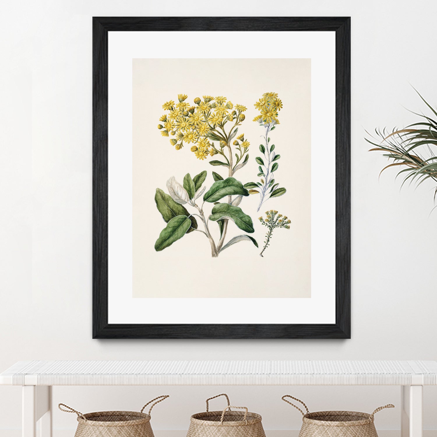 Daisy   Brachyglottis Drawn By Sarah Featon (1848a1927) by Sarah Featon on GIANT ART - vintage botanical flowers and plants vintage botanical