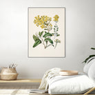 Daisy   Brachyglottis Drawn By Sarah Featon (1848a1927) by Sarah Featon on GIANT ART - vintage botanical flowers and plants vintage botanical