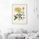 Daisy   Brachyglottis Drawn By Sarah Featon (1848a1927) by Sarah Featon on GIANT ART - vintage botanical flowers and plants vintage botanical