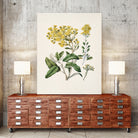 Daisy   Brachyglottis Drawn By Sarah Featon (1848a1927) by Sarah Featon on GIANT ART - vintage botanical flowers and plants vintage botanical