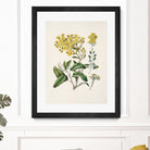 Daisy   Brachyglottis Drawn By Sarah Featon (1848a1927) by Sarah Featon on GIANT ART - vintage botanical flowers and plants vintage botanical