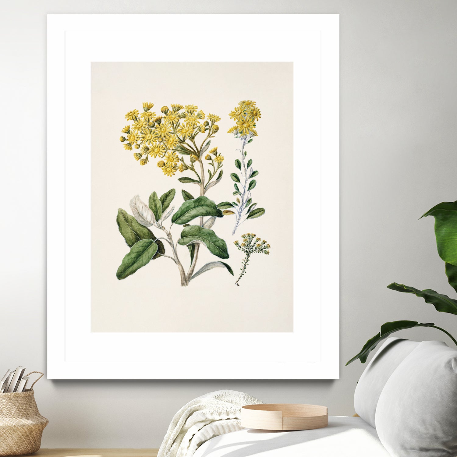 Daisy   Brachyglottis Drawn By Sarah Featon (1848a1927) by Sarah Featon on GIANT ART - vintage botanical flowers and plants vintage botanical