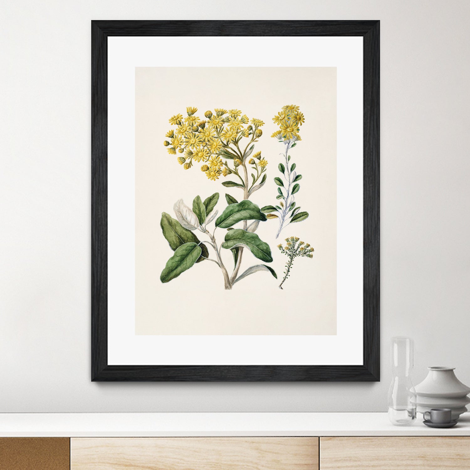 Daisy   Brachyglottis Drawn By Sarah Featon (1848a1927) by Sarah Featon on GIANT ART - vintage botanical flowers and plants vintage botanical