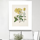 Daisy   Brachyglottis Drawn By Sarah Featon (1848a1927) by Sarah Featon on GIANT ART - vintage botanical flowers and plants vintage botanical