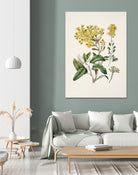 Daisy   Brachyglottis Drawn By Sarah Featon (1848a1927) by Sarah Featon on GIANT ART - vintage botanical flowers and plants vintage botanical