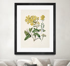 Daisy   Brachyglottis Drawn By Sarah Featon (1848a1927) by Sarah Featon on GIANT ART - vintage botanical flowers and plants vintage botanical