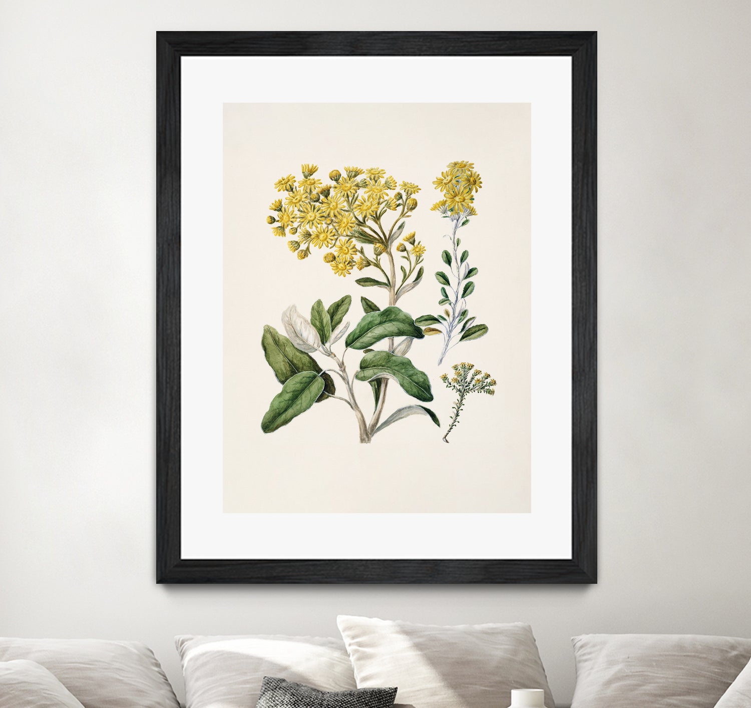 Daisy   Brachyglottis Drawn By Sarah Featon (1848a1927) by Sarah Featon on GIANT ART - vintage botanical flowers and plants vintage botanical