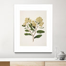 Kumarahou Drawn By Sarah Featon (1848a¬Ä¬ì1927 by Sarah Featon on GIANT ART - flowers and plants vintage botanical