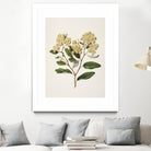 Kumarahou Drawn By Sarah Featon (1848a¬Ä¬ì1927 by Sarah Featon on GIANT ART - flowers and plants vintage botanical