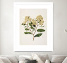 Kumarahou Drawn By Sarah Featon (1848a¬Ä¬ì1927 by Sarah Featon on GIANT ART - flowers and plants vintage botanical