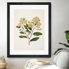 Kumarahou Drawn By Sarah Featon (1848a¬Ä¬ì1927 by Sarah Featon on GIANT ART - flowers and plants vintage botanical