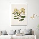 Kumarahou Drawn By Sarah Featon (1848a¬Ä¬ì1927 by Sarah Featon on GIANT ART - flowers and plants vintage botanical