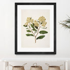 Kumarahou Drawn By Sarah Featon (1848a¬Ä¬ì1927 by Sarah Featon on GIANT ART - flowers and plants vintage botanical