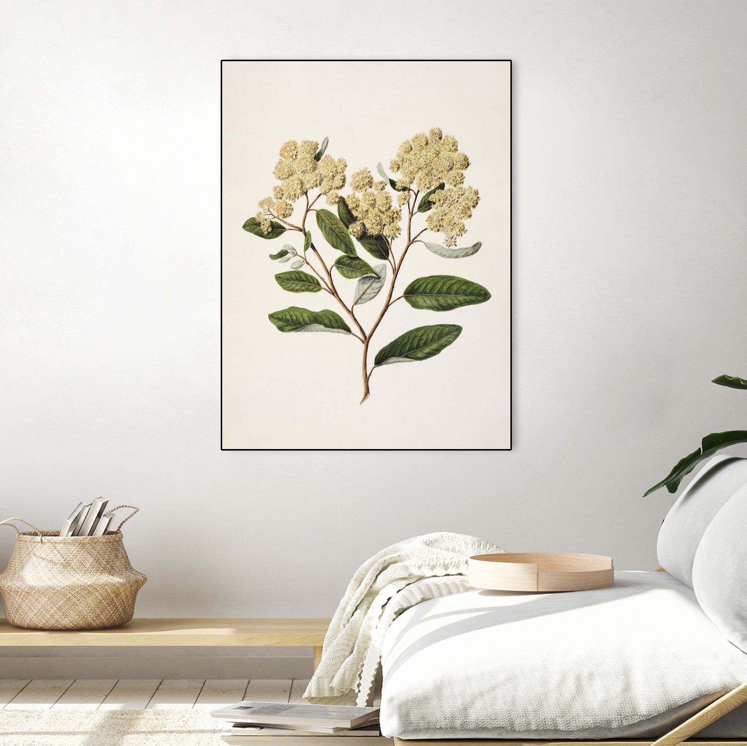 Kumarahou Drawn By Sarah Featon (1848a¬Ä¬ì1927 by Sarah Featon on GIANT ART - flowers and plants vintage botanical