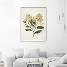 Kumarahou Drawn By Sarah Featon (1848a¬Ä¬ì1927 by Sarah Featon on GIANT ART - flowers and plants vintage botanical