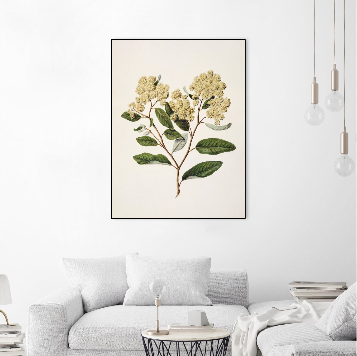 Kumarahou Drawn By Sarah Featon (1848a¬Ä¬ì1927 by Sarah Featon on GIANT ART - flowers and plants vintage botanical