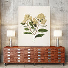 Kumarahou Drawn By Sarah Featon (1848a¬Ä¬ì1927 by Sarah Featon on GIANT ART - flowers and plants vintage botanical